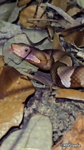 First baby of 2025!!! #babysnake #toocute #babyanimals | The Copperhead Den