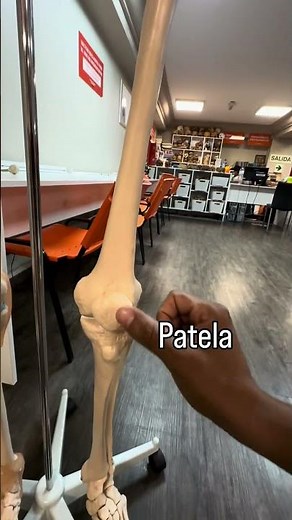 Huesos del esqueleto apendicular