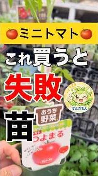 ミニトマト🍅苗選びで失敗します🍀これ見ないと実つきません