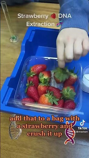 Extracting DNA from a 🍓