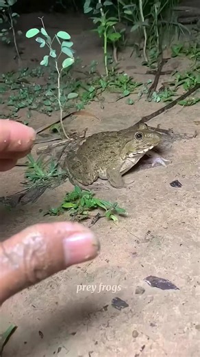 #frog #funny #animals #nature #comedy #shortsviral #trending #toys