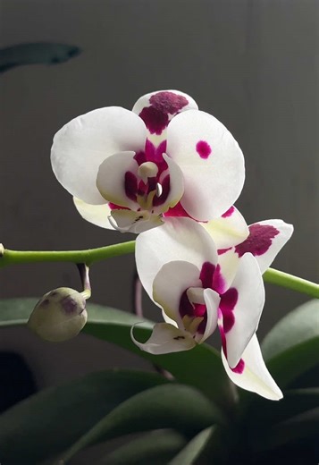 I’m enamored on how alien these plants look 🪷 #orchids #orchidcare #alien #bloom #flowering