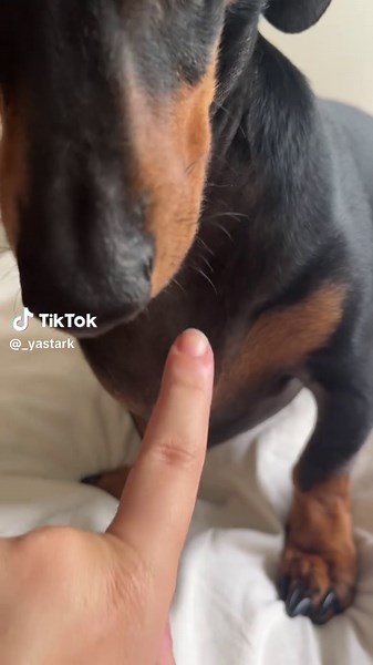 Dachshunds em TikTok: Tendências e Desafios Caninos