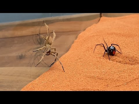 Brazilian Wandering Spider vs Black Widow