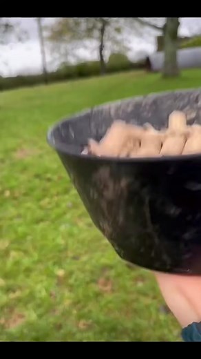 Funny and Cute Pig Videos Compilation Pig Compilation