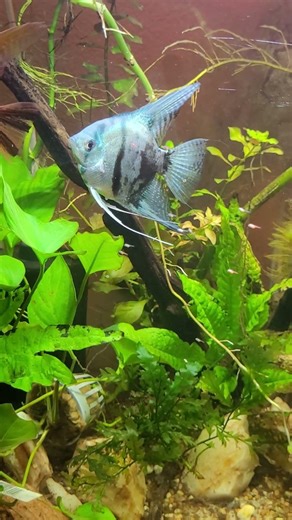Day 7 free swimming angelfish fry! 3 different colors in fry are visible already!