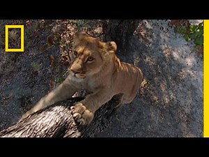 ヒヒを狙った子ライオンのしょっぱい経験 | ナショジオ