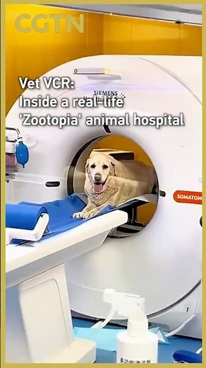 Vet VCR: Inside a real-life 'Zootopia' animal hospital