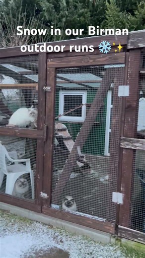 Winter in the outdoor runs ❄️ | ICH Saba Wanda, ECH Yochi & ICH Saba Una | Birman Breeder Hungary