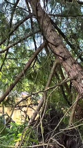 Professional Tree Cutting Services in the US