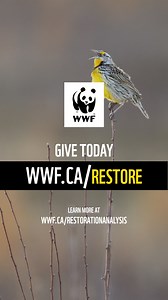 To halt and reverse wildlife loss and fight climate change, we need to bring back nature. Give today to help us restore one million hectares of lost habitats for species like the grey fox, short-eared owl, monarch butterfly and western chorus frog. 🦋 wwf.ca/restore | WWF-Canada