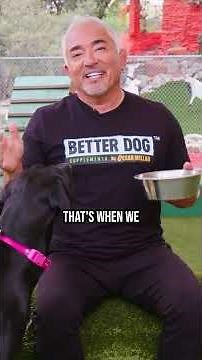 Correct way to feed a dog