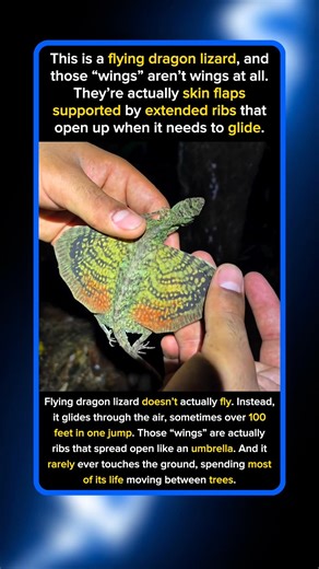 This Mini Dragon Just Opened Wings