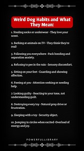 1.2M views · 7.4K reactions | Weird Dog Habits and What They Mean: | Power library | Facebook