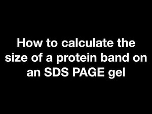 How to Determine Protein Size (kDa) on an SDS-PAGE Gel | Step-by-Step Tutorial