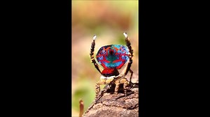 5.4K views · 328 reactions | L’incroyable danse nuptiale de...