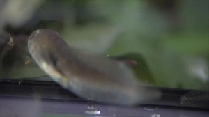 Endangered northern leopard frog hatches in Oregon Zoo after conservation efforts