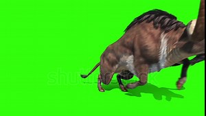 Buffalo Runs Animals Horns Green Screen Stock Footage Video (100% Royalty-free) 26298299 | Shutterstock