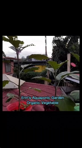 Erin's Aquaponic Garden on TikTok