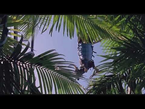 JURASSIC PARK RAPTOR COW EATING SCENE