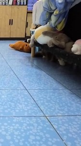 269K views · 14K reactions | Time to find a cuddle buddy for bedtime… hmm, the monkey doesn’t feel right. Gecko it is!  | Mrdiedie | Facebook