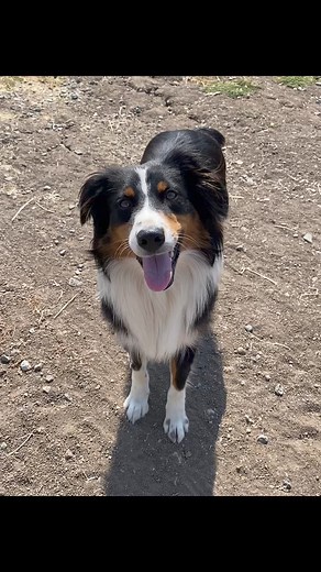 Libi (LeeBee) is a one year old 42 lb female Aussie who enjoys pets, being brushed, helping with chores and playing with toys. She has been friendly with people and other dogs but needs slow introductions. She can be nervous with a lot going on. Libi will need a home with a fenced yard and no children. We do not know how she is with cats. Libi is good with her playful but polite male foster siblings. Libi will need an owner familiar with herding breeds. She is a very smart and special girl! http