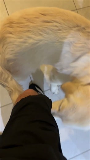 Dog drags owner while chasing tail in Newcastle, UK