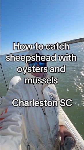 How to catch sheepshead with oysters and mussels 🦪🦪