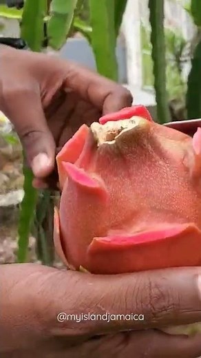 Here's HOW To Cut Open The DRAGON fruit