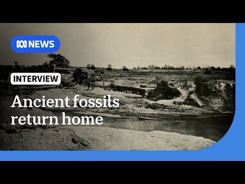 Java Man: Indonesia welcomes repatriation of ancient human fossils | The World | ABC NEWS