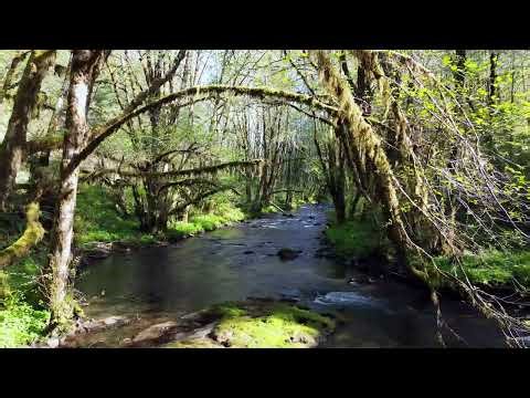 Tillamook State Forest - Trask River