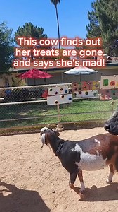 It's our favorite TALKING COW! @normathecow Norma lives at a vegan sanctuary in Arizona and has learned to talk over the past few years thanks to a dedicated volunteer, Sky. In this video, Sky hadn't said anything to her about running out of treats, so was impressed she figured it out! He hung up her food bucket on the other side of the fence, so she couldn't see it easily. It's possible she was just mad that he wasn't giving her food, and she didn't know he was out. Either way, I think her choi