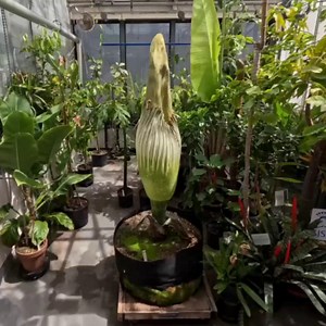 🌺 TERRY BLOOMED 🌺 Over this past weekend, San José State’s corpse flower Terry Titan burst into full bloom with a stunning and powerfully pungent display. Always the diva, Terry made sure all eyes (and noses) were on them with a flair only they could pull off. Corpse flowers usually bloom once every 5 to 10 years but Terry, never one to follow the rules, decided to bloom for a second time in just three years. | San Jose State University