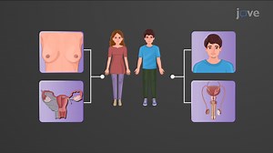 Video: Signs of Puberty