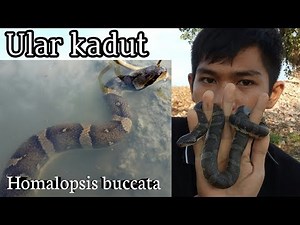Mengenal ular kadut belang ( HOMALOPSIS BUCCATA )