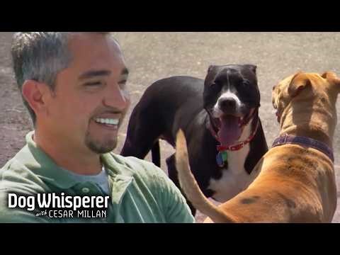 Season 3 Episodes 7&8 | How to Properly Socialize Dogs | Dog Whisperer With Cesar Millan