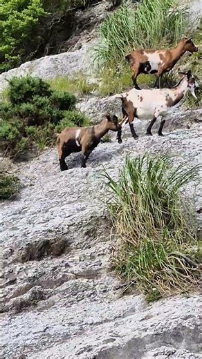 What are those goats doing.