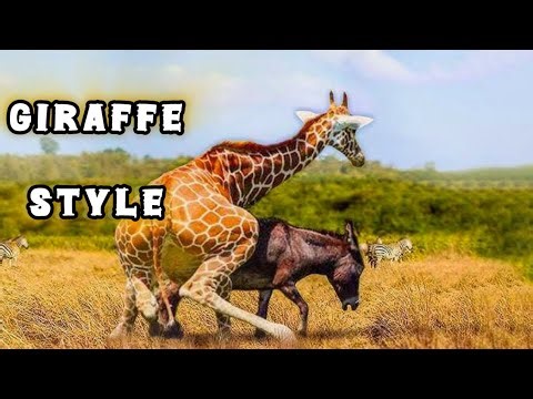 5 Surprising Animal Mating Behaviors From Around The World