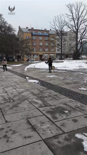 Resocializace Fénix on Instagram: "Krásný podvečer přeji 👋 Přátelé, představuji vám Gerryho, 5 letý ČSV s PP ❤️ Nádherný, inteligentní parťák. Páníčku trochu zlobí při vedení a je reaktivní k samcům, jó a abych nezapomněl, tak Separační úzkost tam je taky. Na Socializační Trénink jsem vzal proto Marcuse, který s takovými pracuje rád. Zvládli jsme vedení skvěle a na chvíli se i proběhli. Majitelka i Gerry byli spokojení a odcházeli s úsměvem 👌 Příští týden vyzkoušíme SŠ a uvidíme jak moc loví k