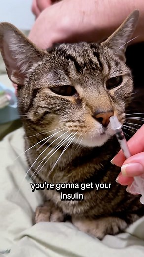 Adonis Sugar Kitty | Diabetes Ambassador 💙 on Instagram: "Padre giving insulin today! 💉😻 Trying out grabbing a little more skin to help prevent fur shots—because those are never fun! 😅 If a fur shot happens, we can’t re-dose since some insulin may have gone in, and we don’t want to risk overdosing. 🙏🥺 But that also means glucose will likely run high for the cycle. This is why we always do the sniff test—making sure there’s no fur shot situation! If it happens, we just log it in the spreads