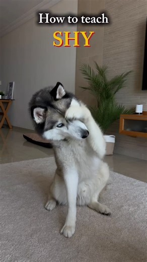 Katya 💁🏼‍♀️ & Amir 🐶 | Teaching “Shy” in a calm, simple way 🐾 Just repeating a small movement until it makes sense for him. There’s supposed to be duration… but... | Instagram