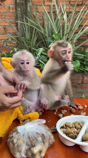 Baby Monkey Shorts
