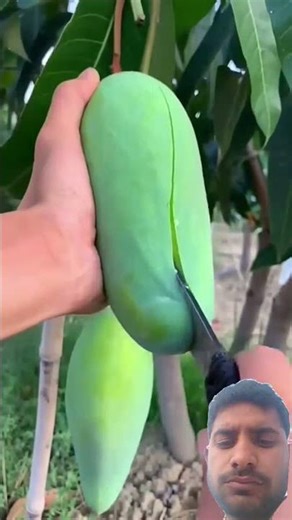 how to cutting mango 🥭#mango