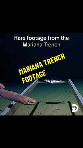 Rare Mariana Trench Footage