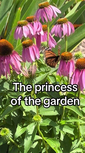 Tabitha/vintage/garden/cakes on TikTok