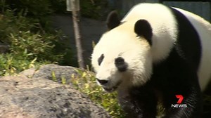 36K views · 89 reactions | The Adelaide Zoo have celebrated the birthdays of Wang Wang and Fu Ni at the annual Teddy Bears’ Picnic! The Giant Pandas were treated to a birthday bash, complete with panda cake, presents, decorations and party guests. Report in 7NEWS at half time during the Port Adelaide Football Club game. www.7NEWS.com.au #AdelaideZoo #7NEWS | 7NEWS Adelaide | Facebook