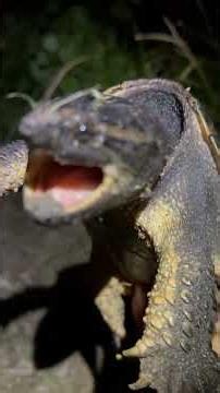 2026年 カミツキガメ捕獲！ #snappingturtle #カミツキガメ #爬虫類 #ガサガサ #釣り #外来種 #turtle