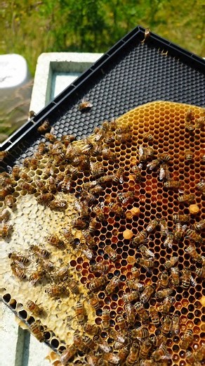 A Close Up View Of Bee Eggs | Black Mountain Honey