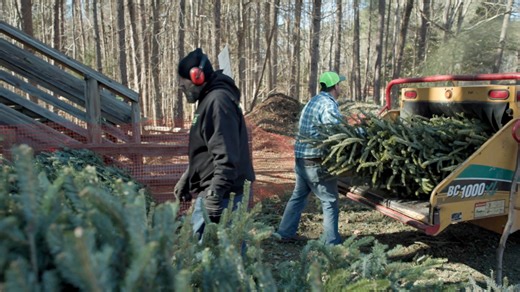 Here’s a free way to recycle your Christmas tree in Wake County