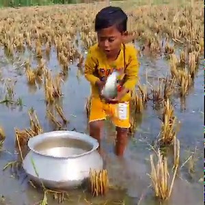 31M views · 223K reactions | Nice! Amazing Traditional Fishing In Paddy Land | Little Boy Catch Fish By Hand In Bill Water | Rural Fishing BD | Facebook